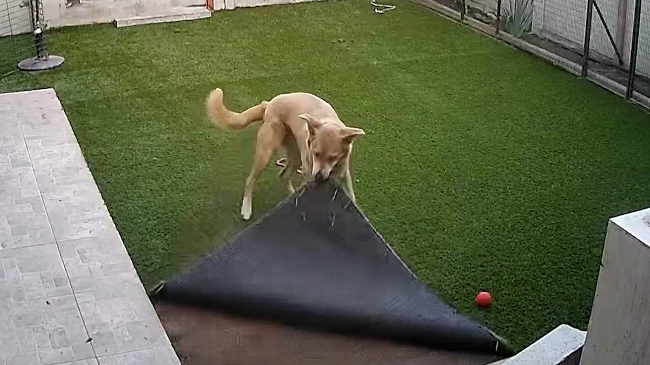 BEST Caught-on-Cam Videos of 2024 | FUNNY Pet Clips