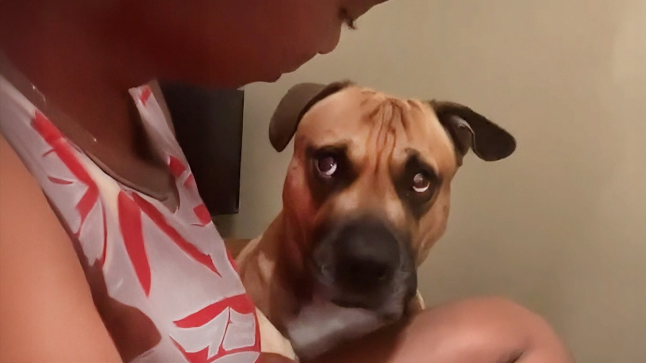 No One Warmed Me About Dogs' Attitudes 😁 New Funny Dog Videos 2025