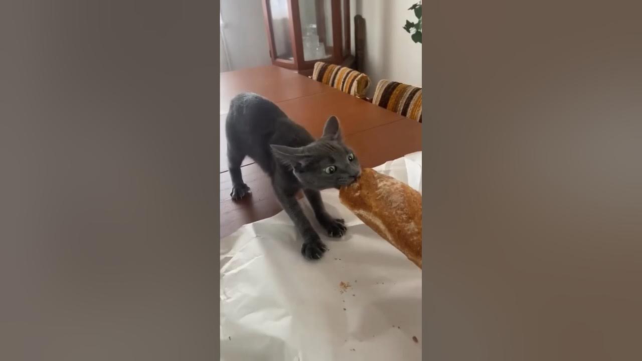 Funny cat and dogs 😂😂 episode 252