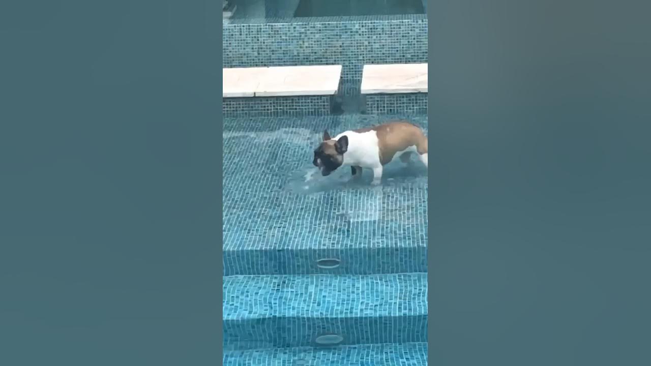 Funny cat and dogs 😂😂 episode 187