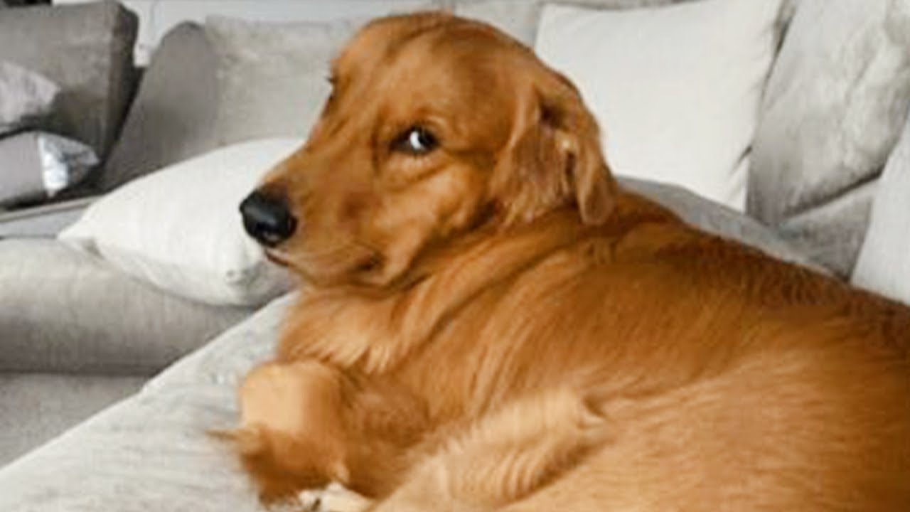 Dog Doing Funny Things Best of Funny Dogs