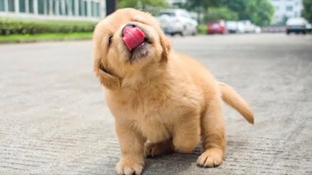 These Golden Retriever PUPPIES will make you LAUGH your HEAD OF 😁 Funniest Animal Videos
