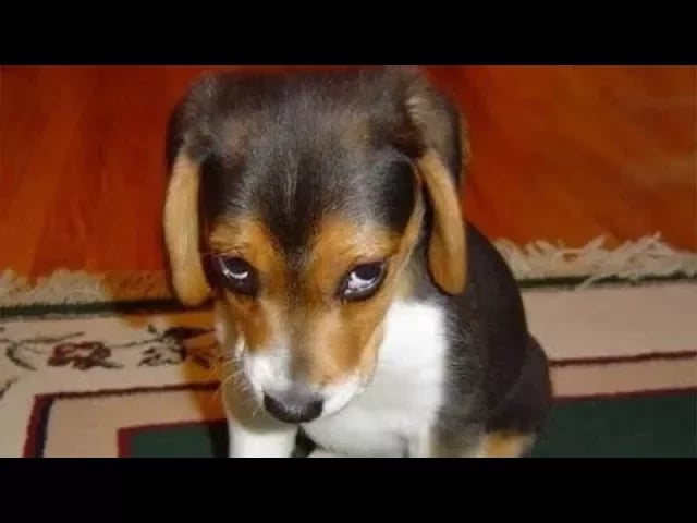 GUILTY DOGS - Funny Dogs Compilation