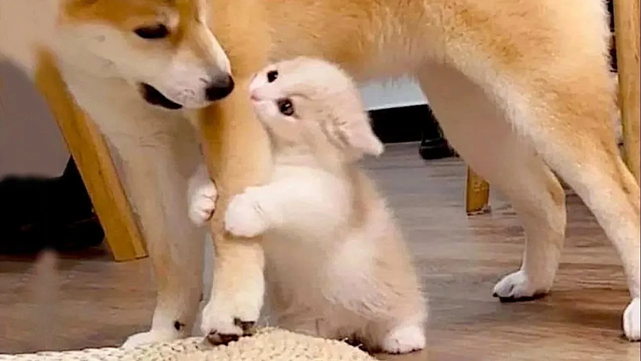 New  Funniest Cats And Dogs Videos 😁 - Cutest Animals Ever