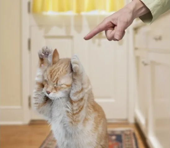 πΊ It's not my fault! π The funniest video with cats and kittens for a great mood! πΊ