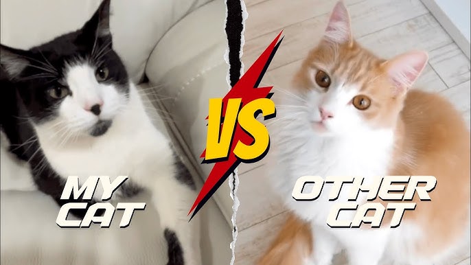 Others Cat Vs My Cat !!