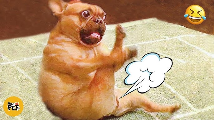 Dogs vs Farts: Epic Reactions Caught on Camera! 🐕💨