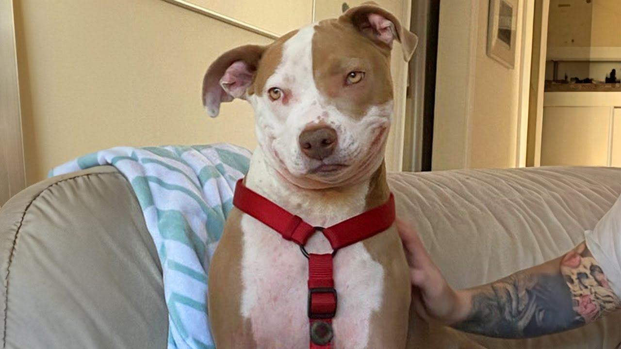 Funniest ANIMALS, Dogs, Cats Videos 2025 That Will Make You Laugh To Tear π