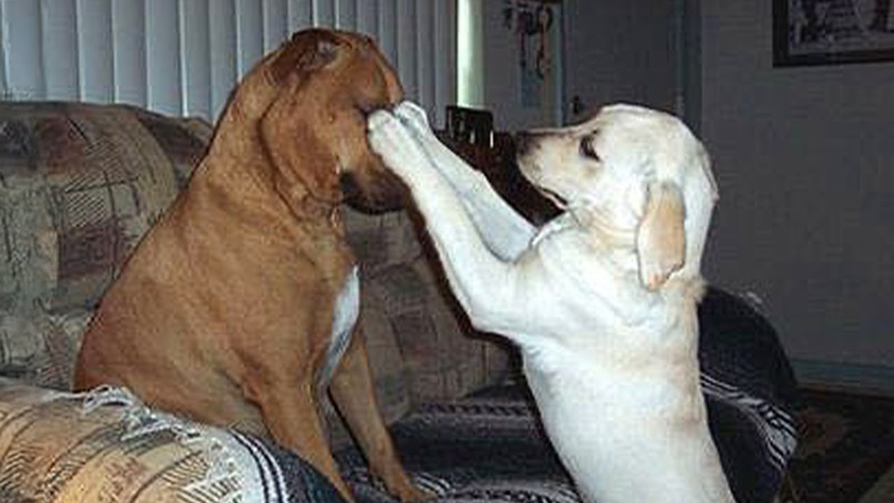 Funniest DOGS Videos That's Freaking Out the Internet π