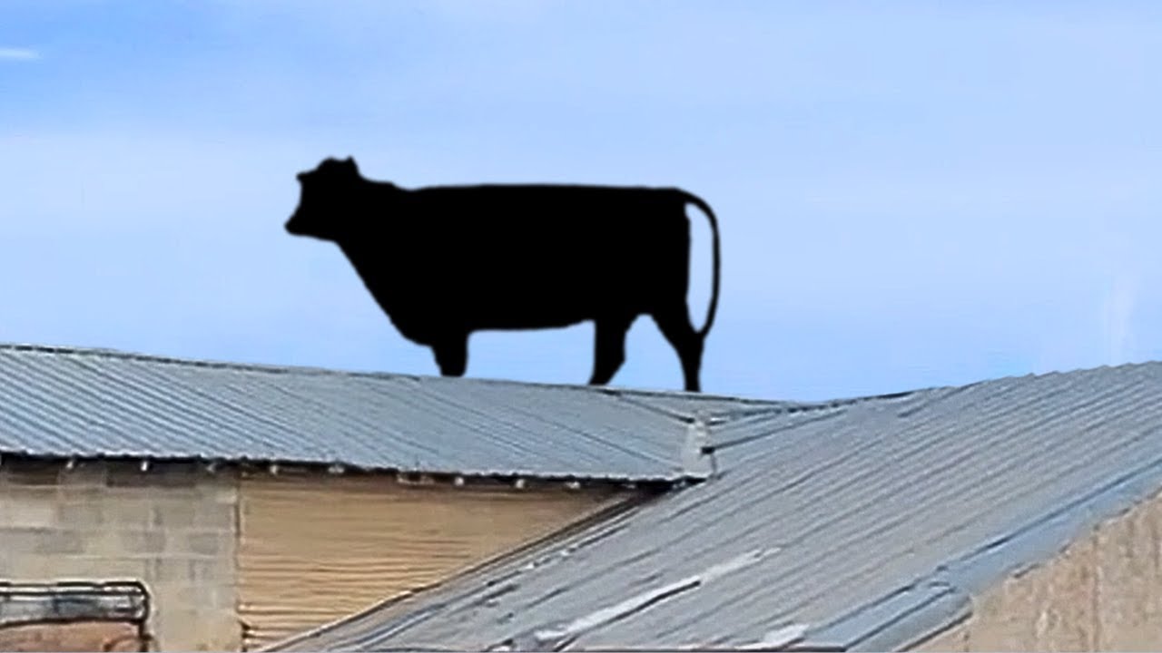 The FUNNIEST Farm Animals 🤣 🐓🐷