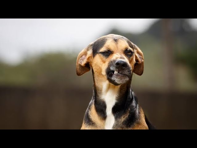 Funny Dogs Video: The Most Hilarious And Emotional Moments Of Dogs
