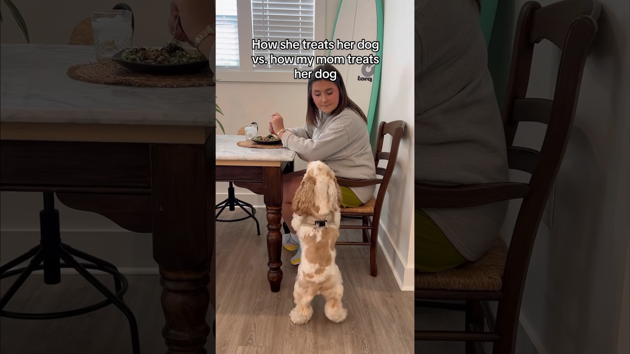 Other dogs vs. how my MEXICAN mom treats her dog! #mexican