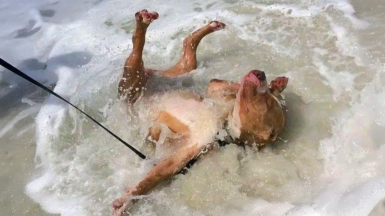 When Your Dog First Encounters with the Ocean! π Funny Dogs and Water