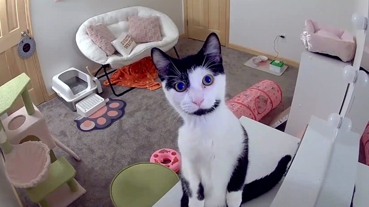 TRY NOT TO LAUGH - Best Pets of 2025 π€£