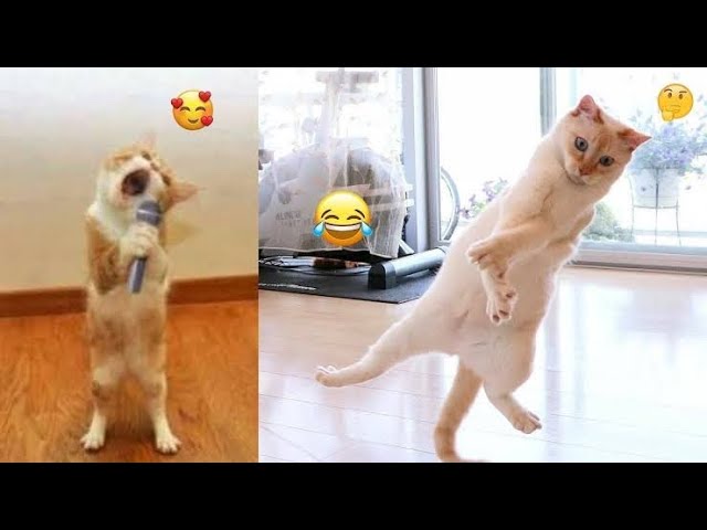 Funny Cats Videos: Watch This Most Hilarious And Emotional Moment Of These Cats