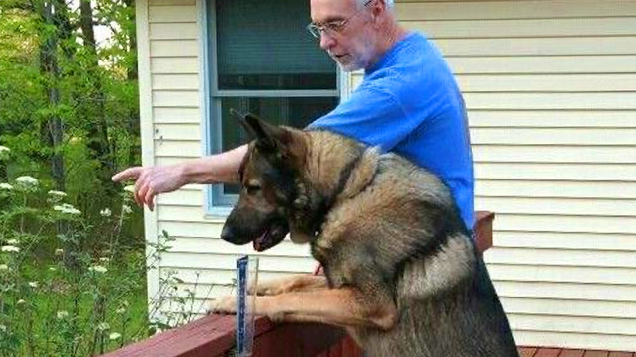 When You Live With a Comedian Dog 😂 Funny Dog and Human Videos