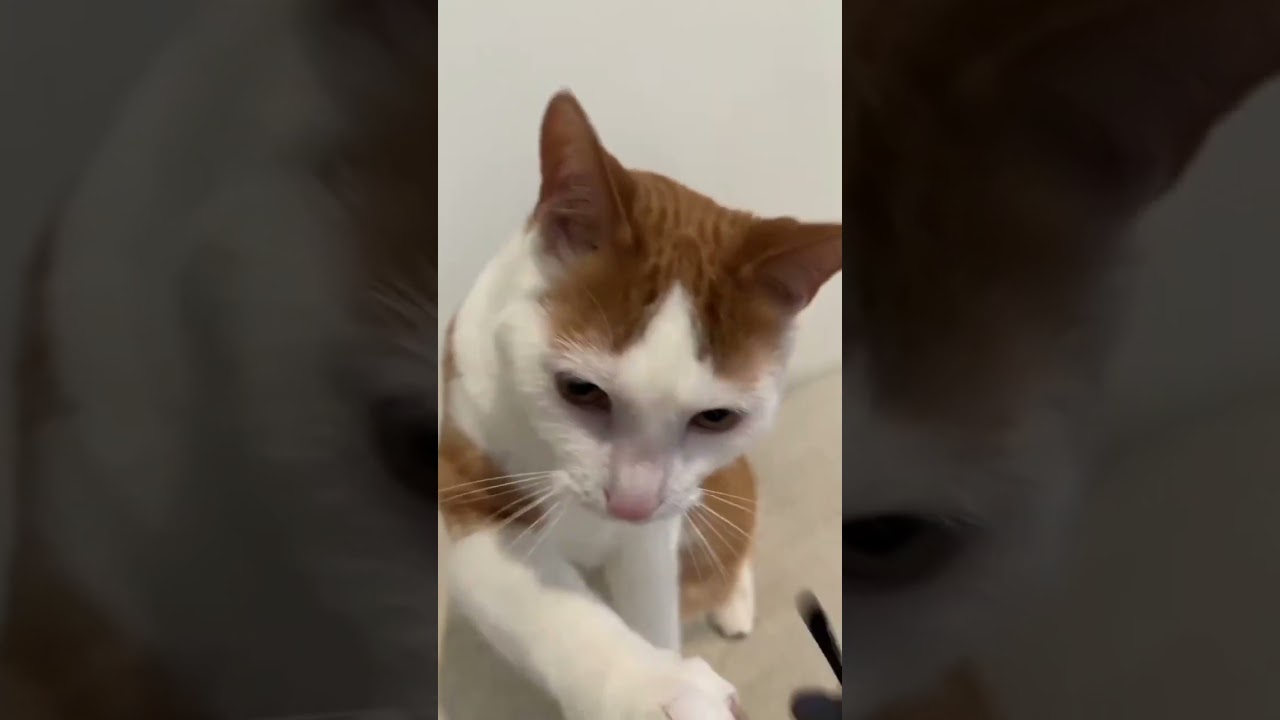 Funny moments of cute puppy's 😻🐶🐵🐈#viralshort