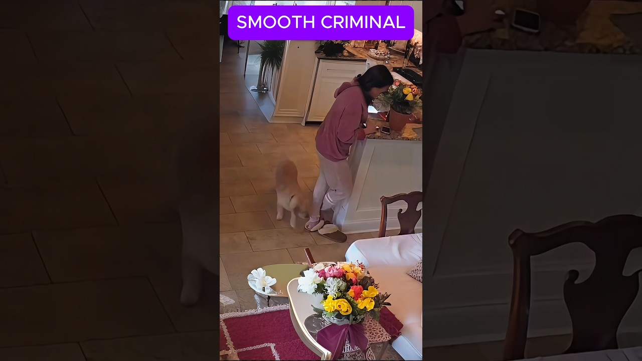 The SMOOTH CRIMINAL Dog That's Stealing Hearts