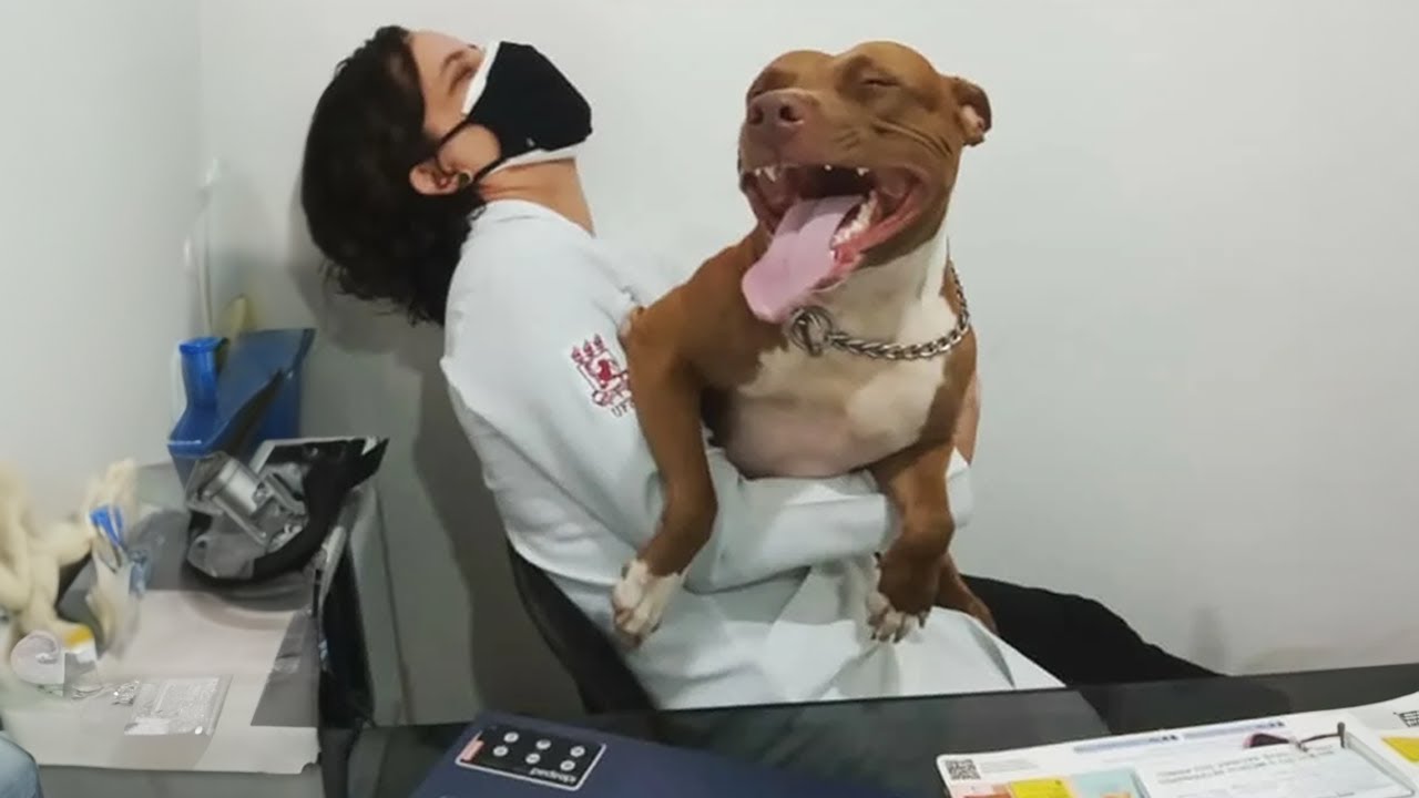 When Your Dog Is A Pro At Vet Visits Funniest Dog Reaction