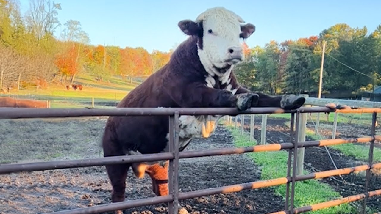 Funniest ANIMALS Videos 2025 That Will Blow Your Mind! 😂