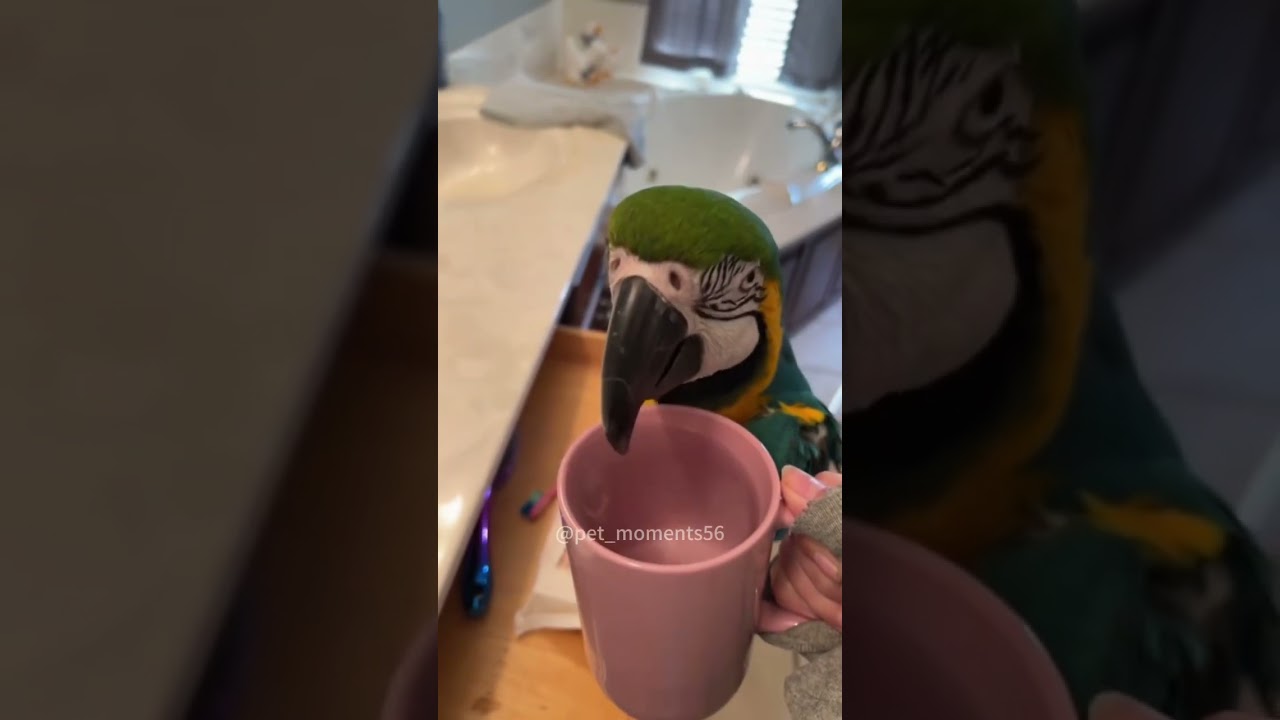 Funny parrots imitate #funny #pets #parrot