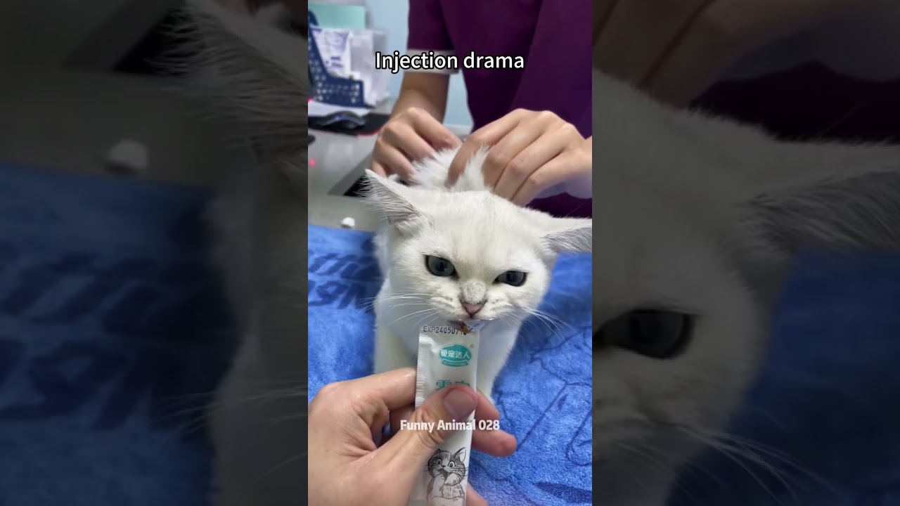 Injection moment😂💉🙀✨#cat #viralvideo #pets #foryou #funny #funnycats #animals #pets #catlover