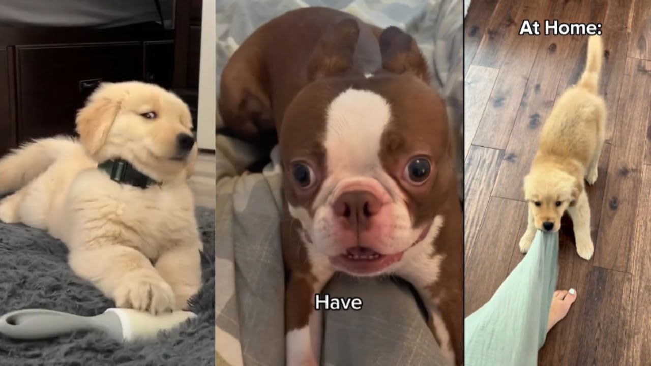 FUNNIEST Dogs Ever | Funny Dog Videos #34