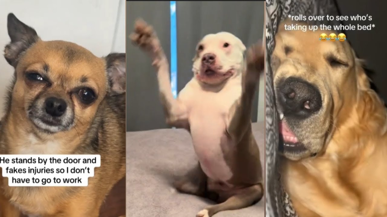 FUNNIEST Dogs Ever | Hilarious Dog Videos #10