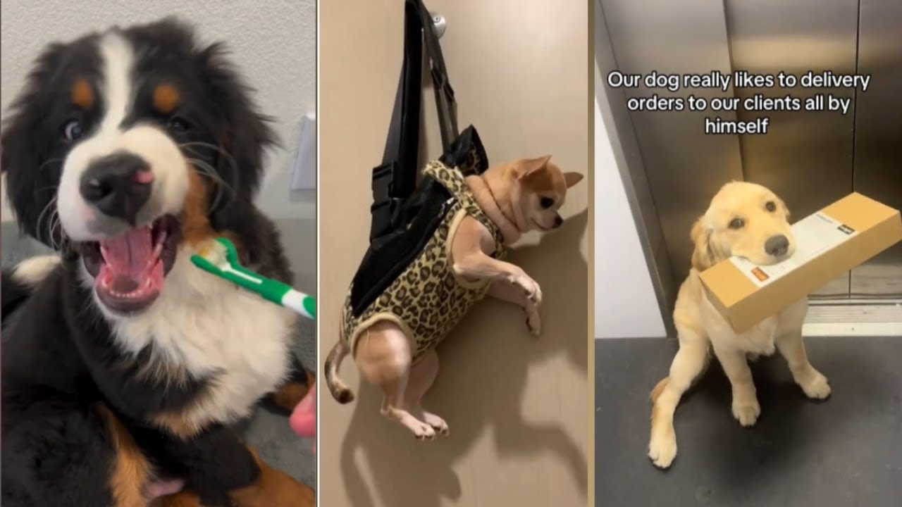 FUNNIEST Dogs Ever | Funny Dog Videos #24