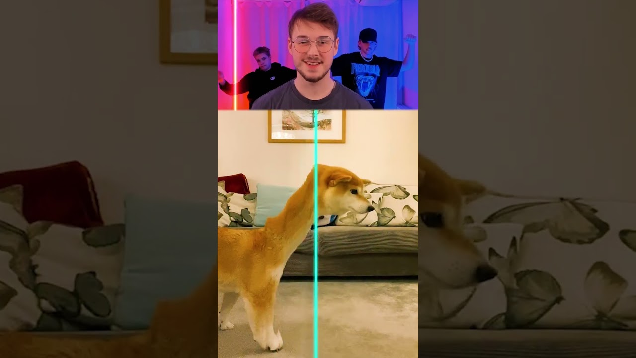 #Funny #Animals πΉ