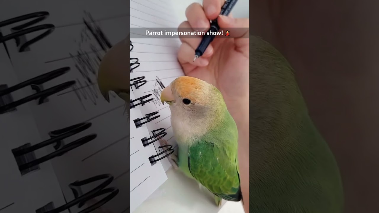 Parrot impersonation show 🤣🤣 #funnyshorts #funny #funnyanimals #pets #fyp #foryou #cute #parrot