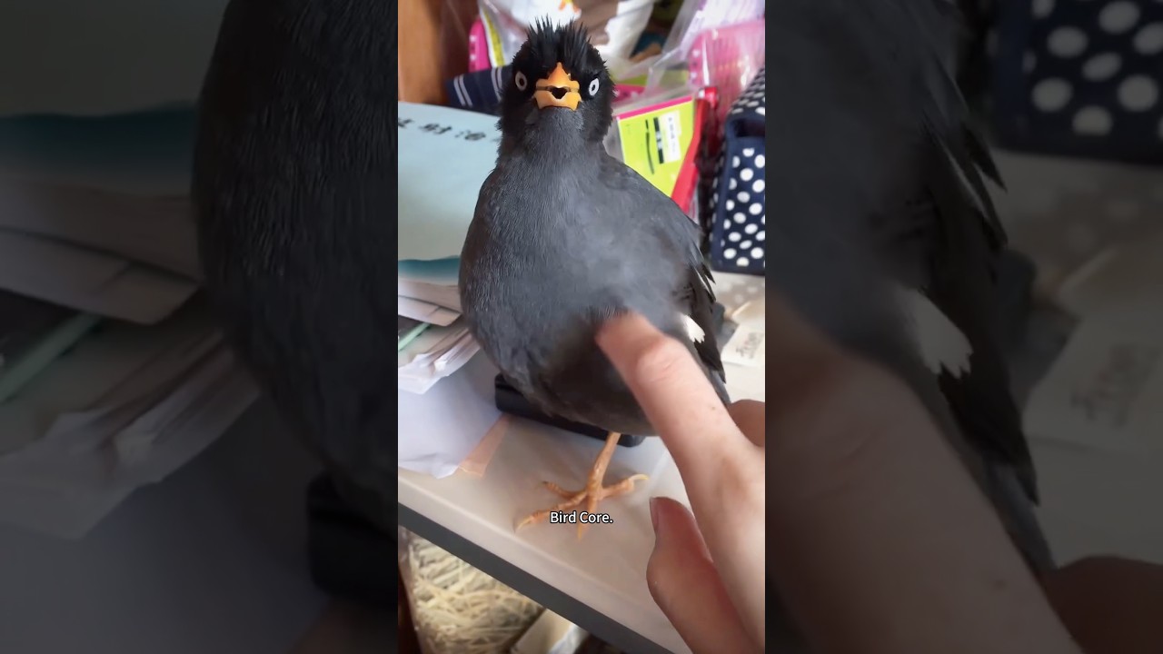 Bird Core.🕊️🦅🦜🪶 #animals #funnyanimals #petvideos #funny #animallife #funnypets #cute